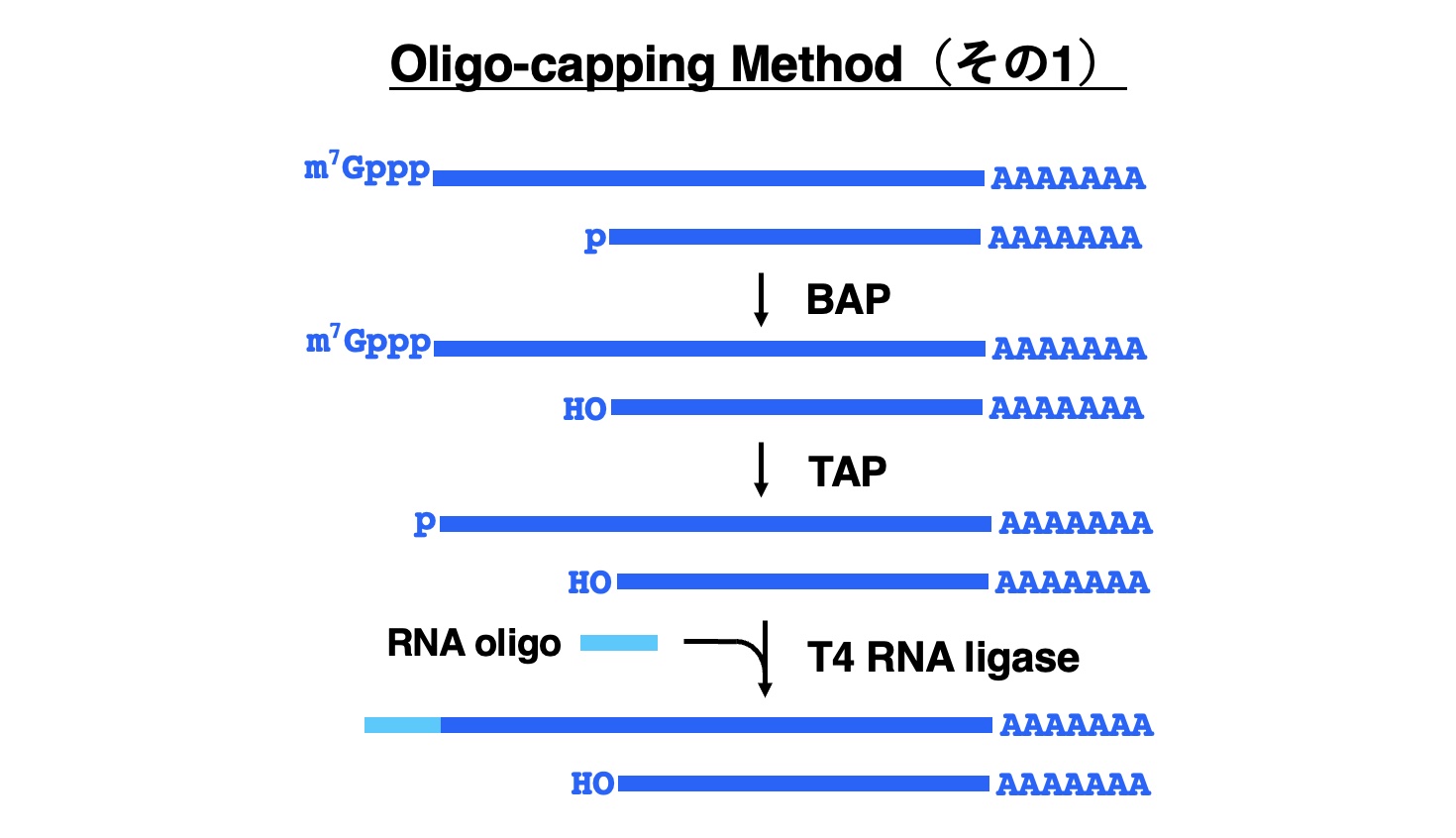 Oligo-capping method-1
